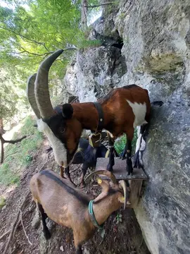 Camping Maurerhäusl am Salzkammergut