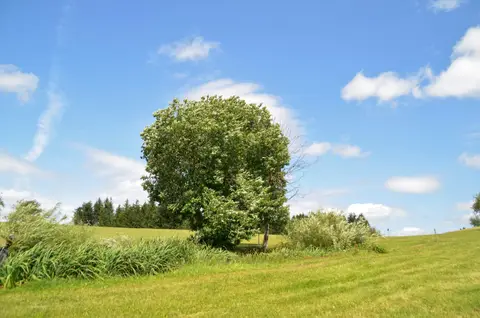 Am Kandelhöhenweg Auf der Alm