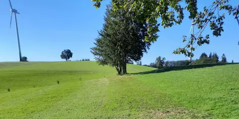Am Kandelhöhenweg Auf der Alm
