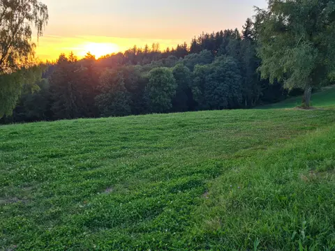 Natur pur - beim Kölble Hof - Eiche