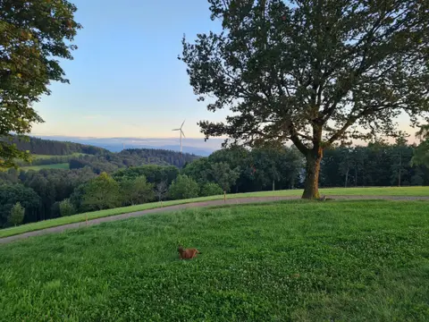 Natur pur - beim Kölble Hof - Eiche