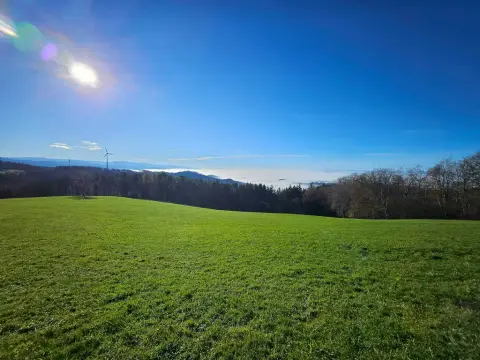 Natur pur - beim Kölble Hof - Eiche