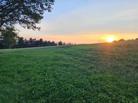 Natur pur - beim Kölble Hof - Eiche