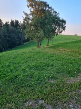 Natur pur - beim Kölble Hof - Eiche