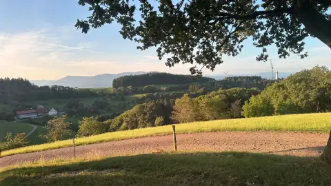Natur pur - beim Kölble Hof - Eiche
