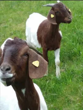 Entschleunigte Schwarzwald Idylle