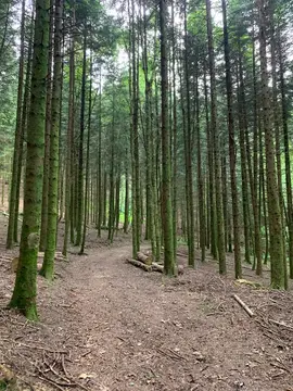 Entschleunigte Schwarzwald Idylle