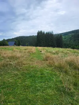 Plätzchen an der Sommerweide
