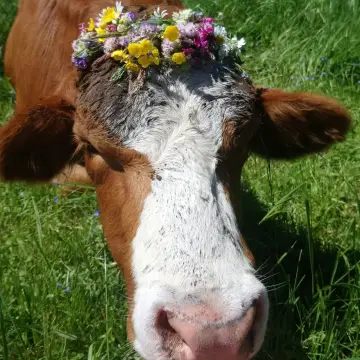 Plätzchen an der Sommerweide