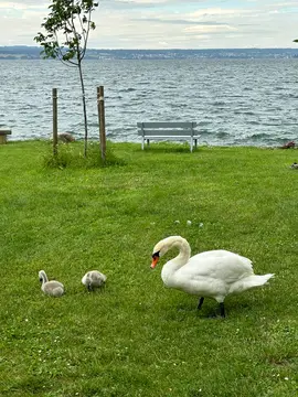Campingplatz Haltnau
