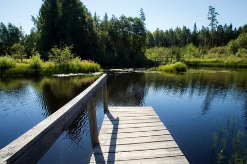 Pähni metsaonn