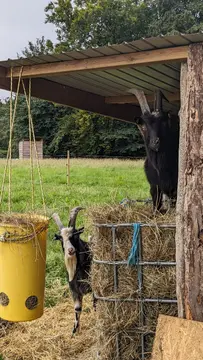 Lille Græsgård Feriegård & Farmcamping