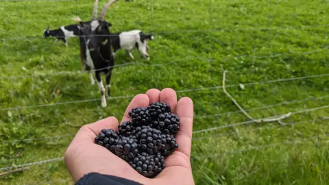 Lille Græsgård Feriegård & Farmcamping