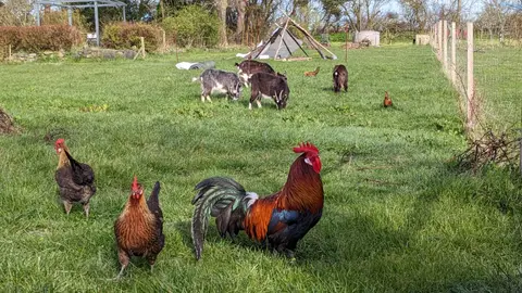 Lille Græsgård Feriegård & Farmcamping