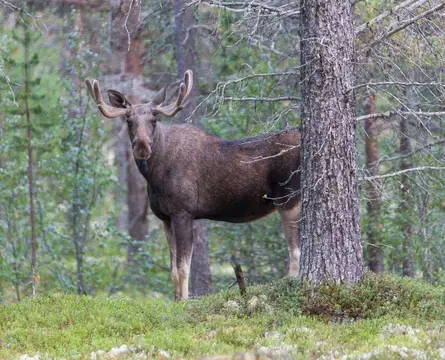 Johnsgård Turistsenter