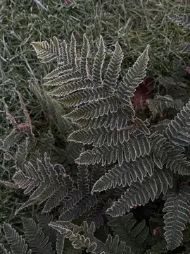 Gefühlsgarten – Stellplätze am Auenwald