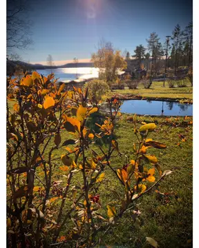 Måviken Camping