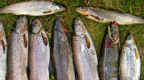 Lonin Gård og Camping