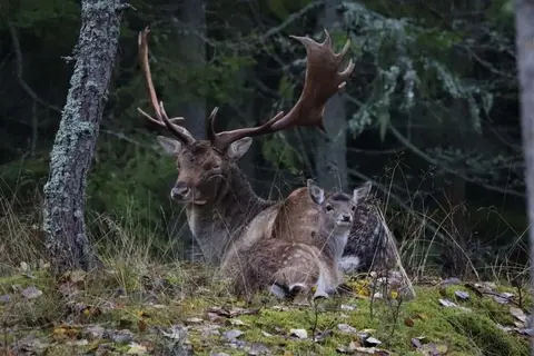 Bjurs