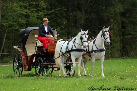 Barbana Lipizzans Camper Park