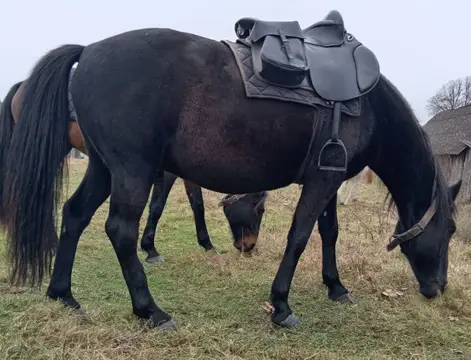Заброддзе