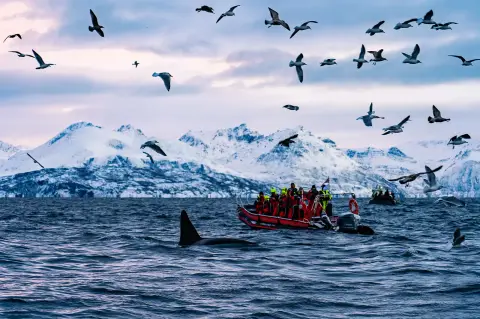 Artic-Lyngen
