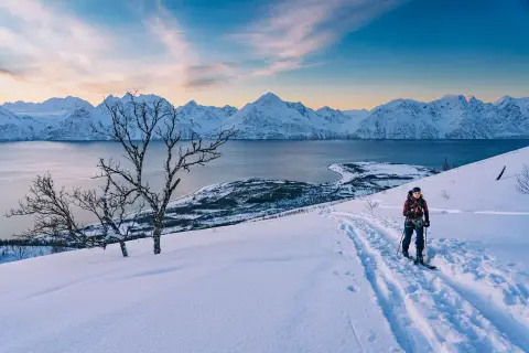 Artic-Lyngen