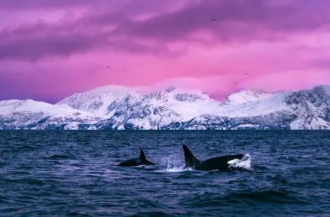 Artic-Lyngen