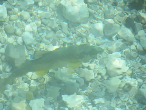 Kamp Trnovo