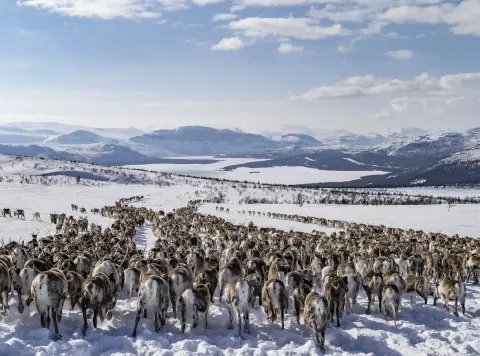 Sápmi Nature Camp