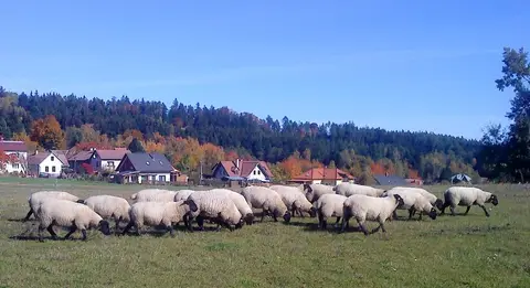 Penzion & camp Javořice