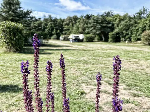 Tipperne Camping