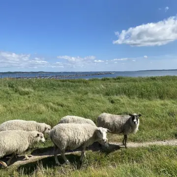 Byaasgaard - Naturcamping & Mikrolandbrug