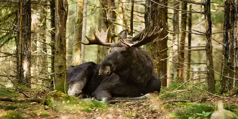 Mycklaflons Camping