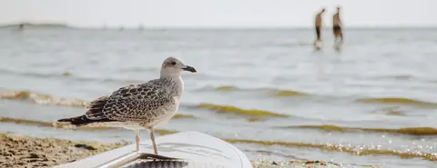 Läjets Camping