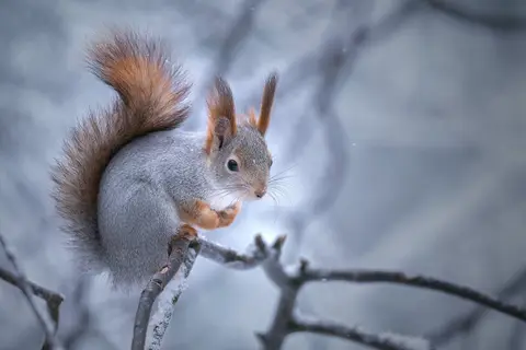 Neljän Tuulen Tupa
