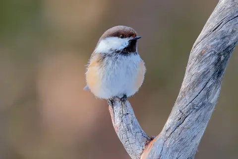 Neljän Tuulen Tupa