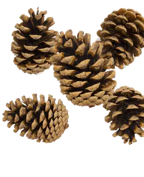 Skärså Naturcamping