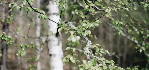 Långsjön Camping