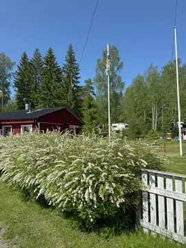 Kesäniemi