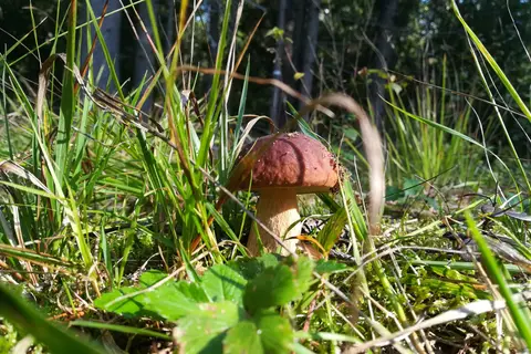 Laahtanen Camping