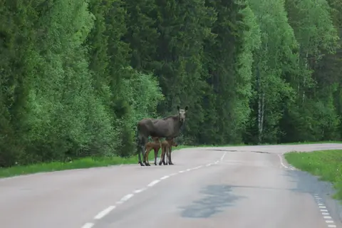 Gäddede Camping & Stugby