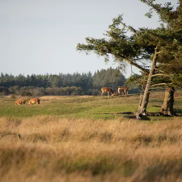 Børsmose Strand Camping
