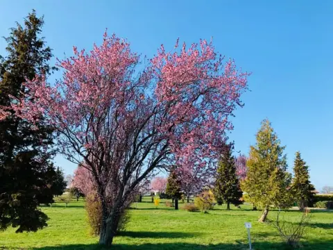 Campingplatz Loissin