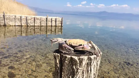 Scout Camp