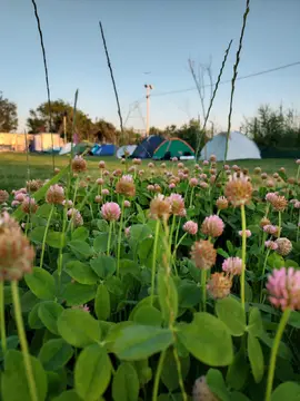 Camping Danubius