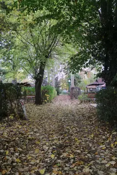 Јабуков цвет
