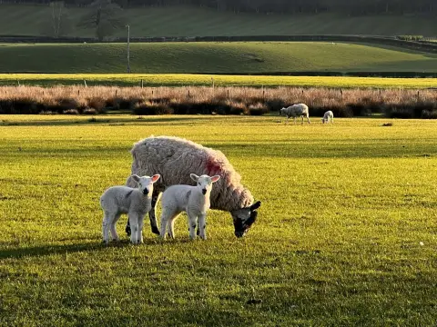 Mains Farm