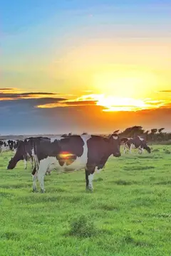 Bannow Bay Seaside Farm Motorhome Parking