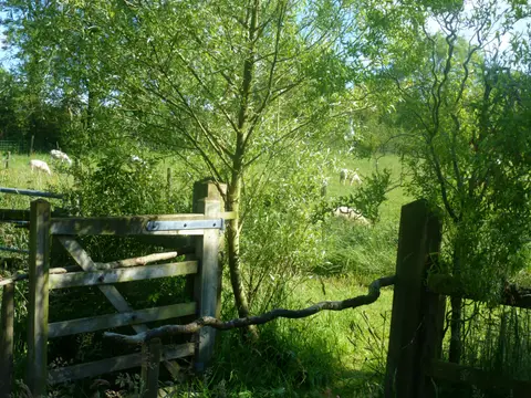 Ffynonwen